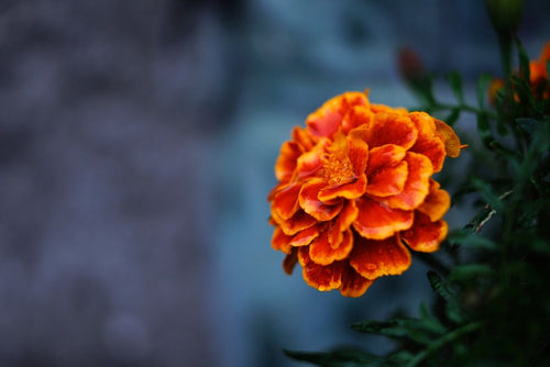 Puja Flowers