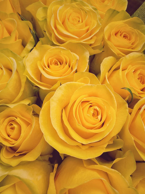 All Fresh Flowers