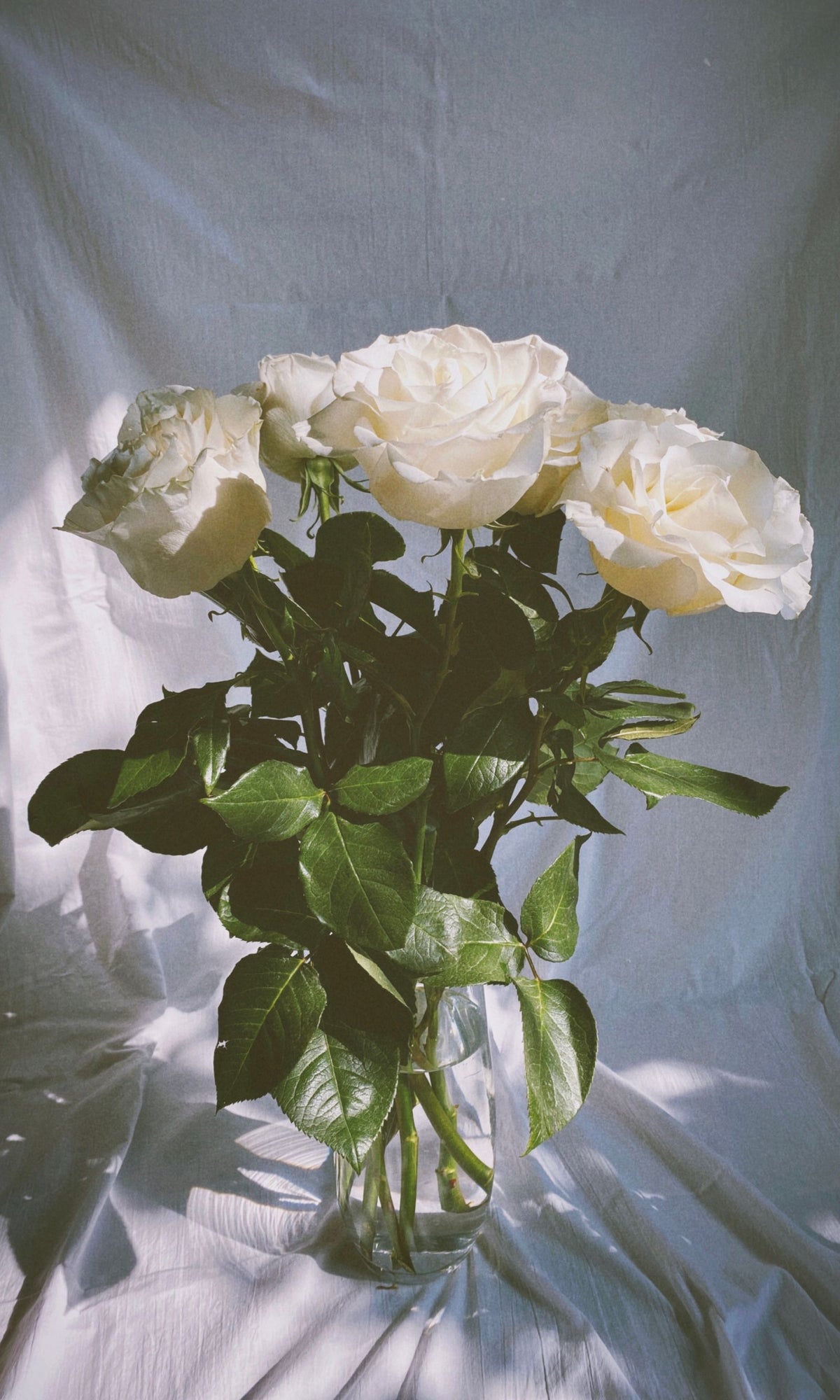 White Roses Bunch, 12 Stems from Chardhan