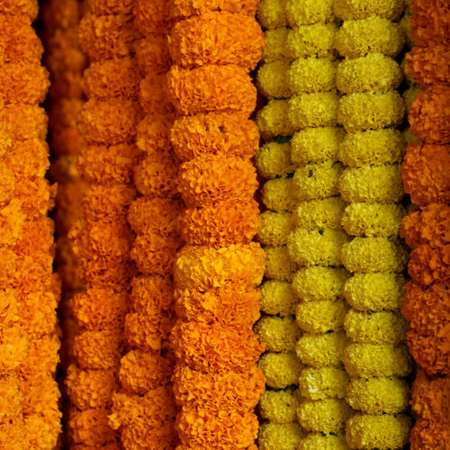 Fresh marigold garlands – Chardhan