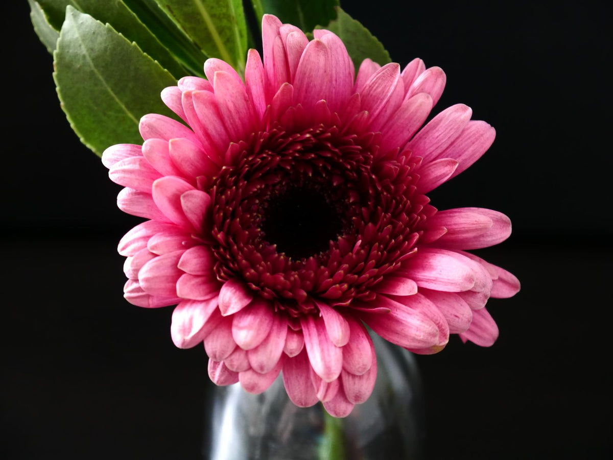 Gerbera Daisies, 10 Stems from Chardhan