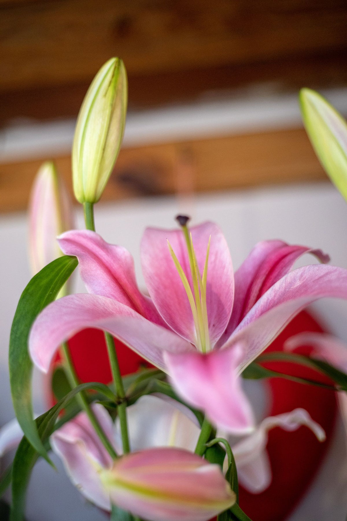 Pink Stargazer Lilies, 5 Stems from Chardhan