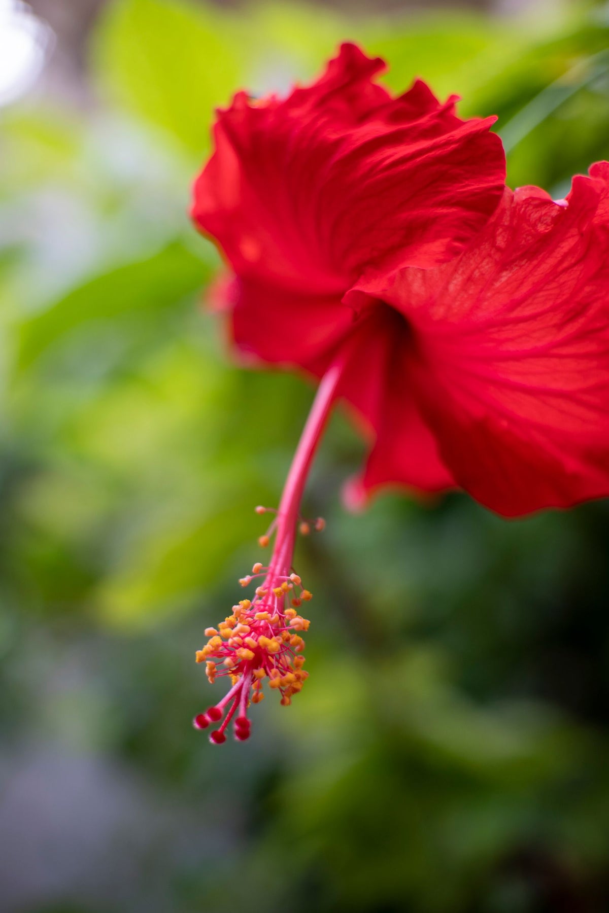 Red Hibiscus Jaswand, 21 Flowers from Chardhan