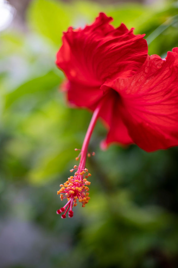 Red Hibiscus Jaswand, 21 Flowers from Chardhan