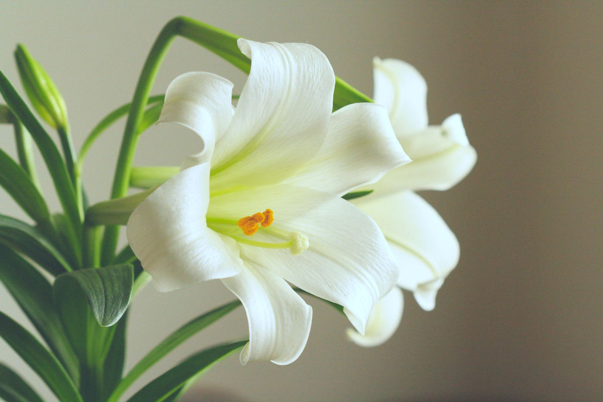 White Oriental Lilies, 5 Stems from Chardhan