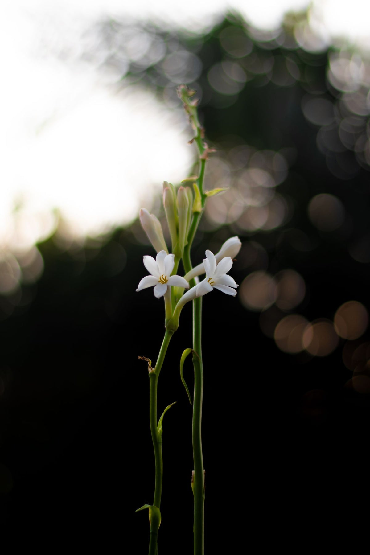 Rajnigandha Tuberose, 10 Stems from Chardhan