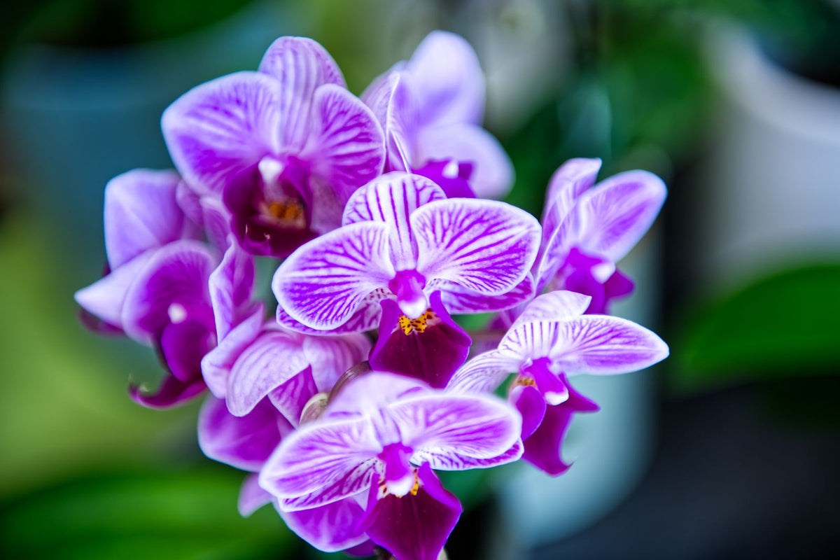 Purple Orchids, 10 Stems from Chardhan