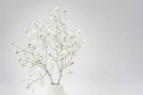 Baby's Breath Gypsophila Bunch from Chardhan