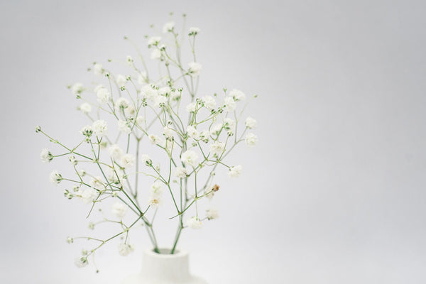 Baby's Breath Gypsophila Bunch from Chardhan