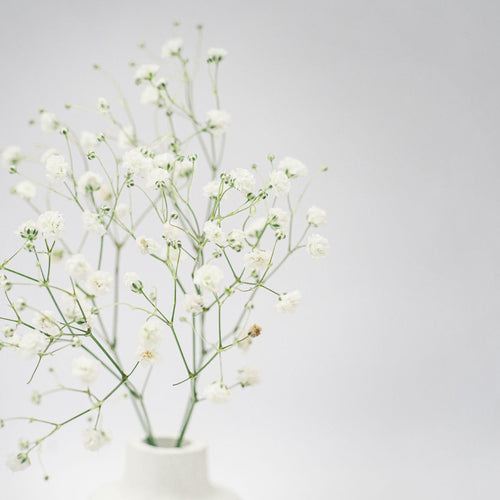 Baby's breath gypsophila bunch – Chardhan