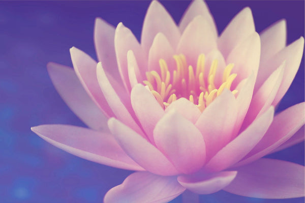 Fresh Pink Lotus, Pack of 2 from Chardhan