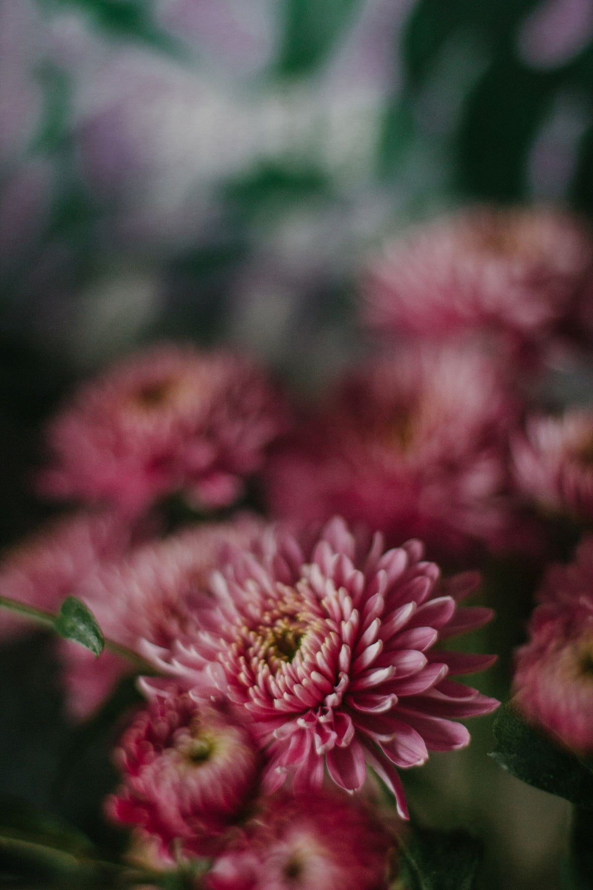 Sevanthi Chrysanthemum 500 g from Chardhan