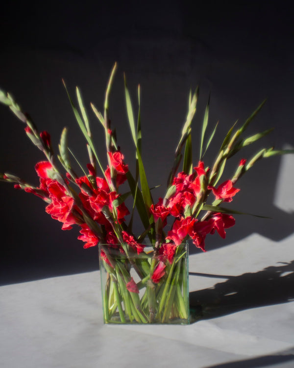 Gladiolus, 10 Stems from Chardhan