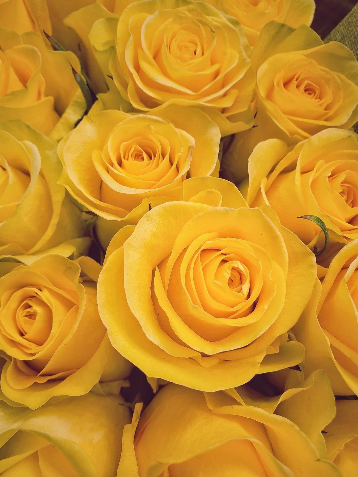 Yellow Roses Bunch, 12 Stems from Chardhan