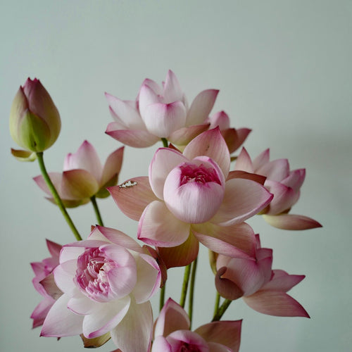 Fresh pink lotus flowers – Chardhan