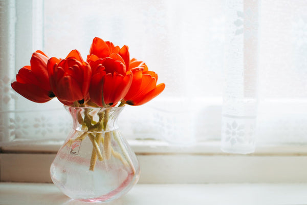 Imported Tulips, 10 Stems from Chardhan