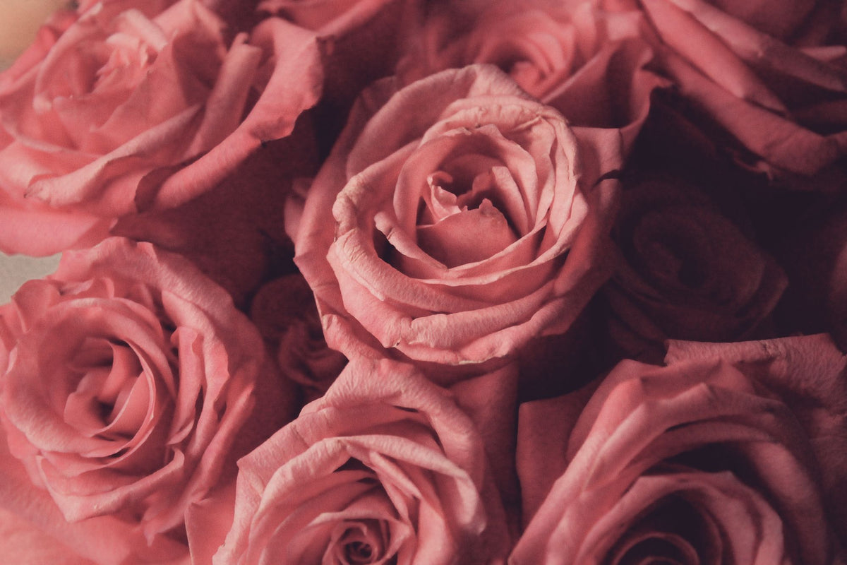 Fresh pink roses from Chardhan
